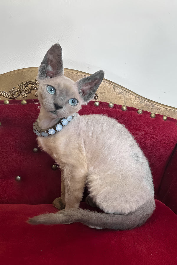 Aquaman | Devon Rex Kitten