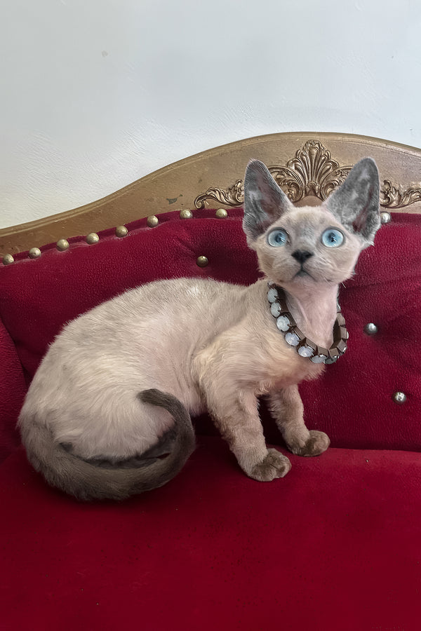 Aquaman | Devon Rex Kitten