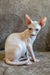 Arher | Elf Straight Sphynx Kitten