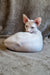 Arher | Elf Straight Sphynx Kitten