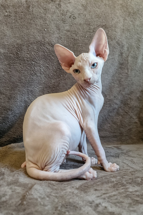 Arher | Elf Straight Sphynx Kitten