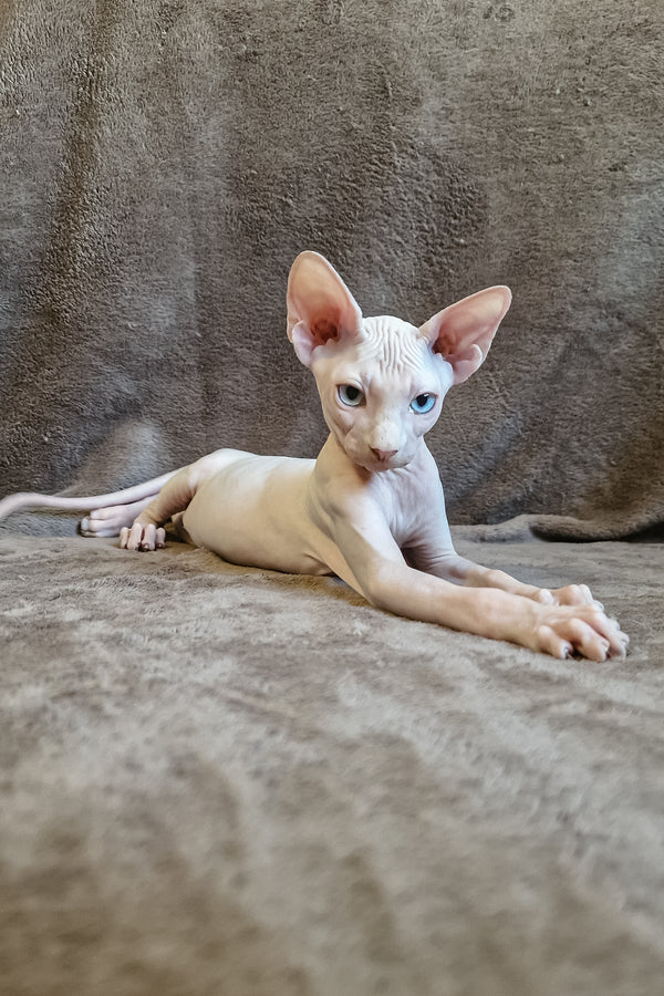 Arher | Elf Straight Sphynx Kitten