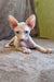 Arher | Elf Straight Sphynx Kitten