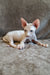 Arher | Elf Straight Sphynx Kitten