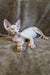 Arher | Elf Straight Sphynx Kitten