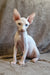 Arher | Elf Straight Sphynx Kitten