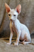 Arher | Elf Straight Sphynx Kitten