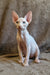 Arher | Elf Straight Sphynx Kitten