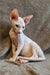 Arher | Elf Straight Sphynx Kitten