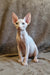 Arher | Elf Straight Sphynx Kitten