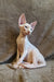 Arher | Elf Straight Sphynx Kitten