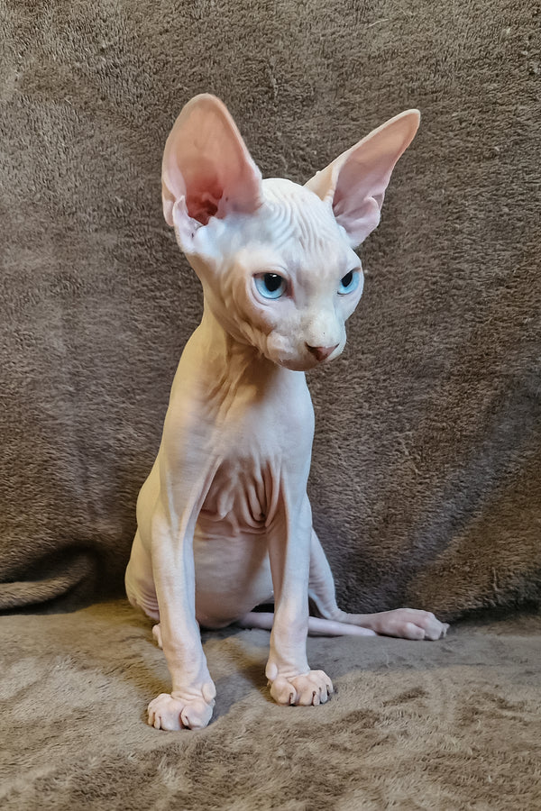 Arher | Elf Straight Sphynx Kitten