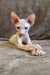 Arher | Elf Straight Sphynx Kitten