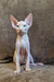 Arher | Elf Straight Sphynx Kitten