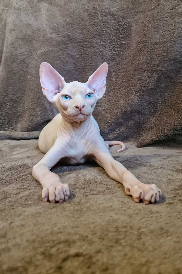 Arher | Elf Straight Sphynx Kitten