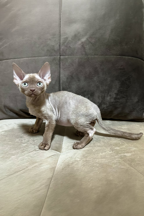 Arian | Devon Rex Kitten
