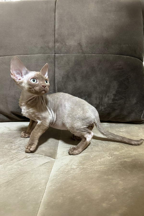 Arian | Devon Rex Kitten