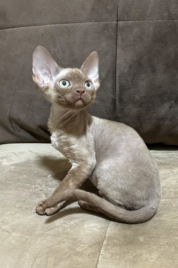 Arian | Devon Rex Kitten