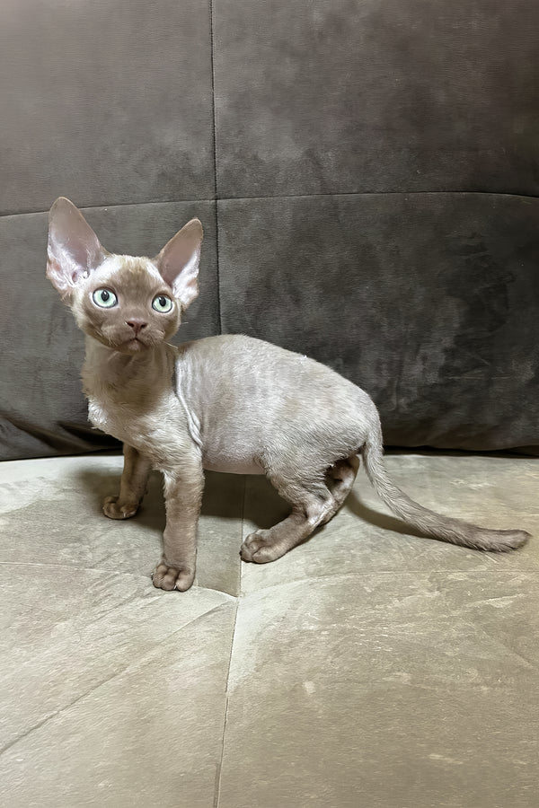 Arian | Devon Rex Kitten