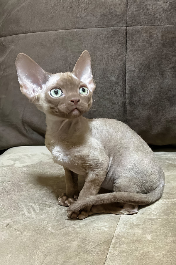 Arian | Devon Rex Kitten