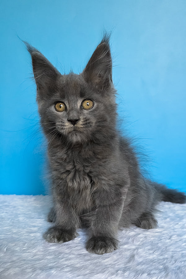 Ben | Maine Coon Kitten