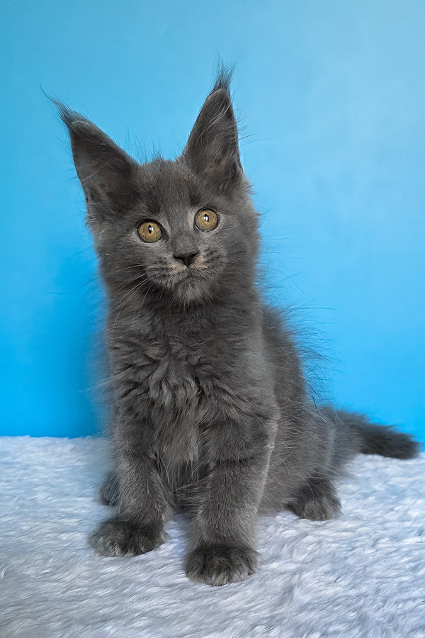 Ben | Maine Coon Kitten