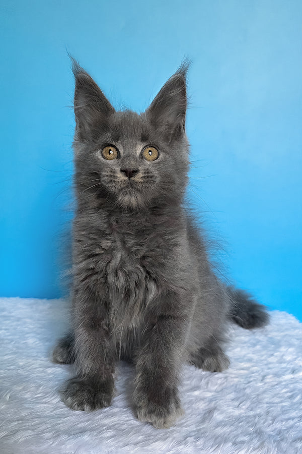 Ben | Maine Coon Kitten