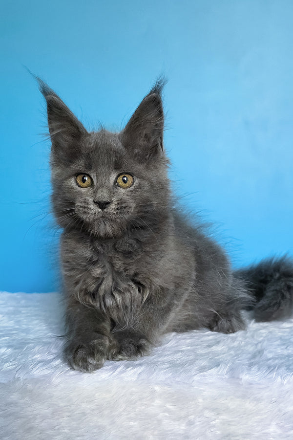 Ben | Maine Coon Kitten