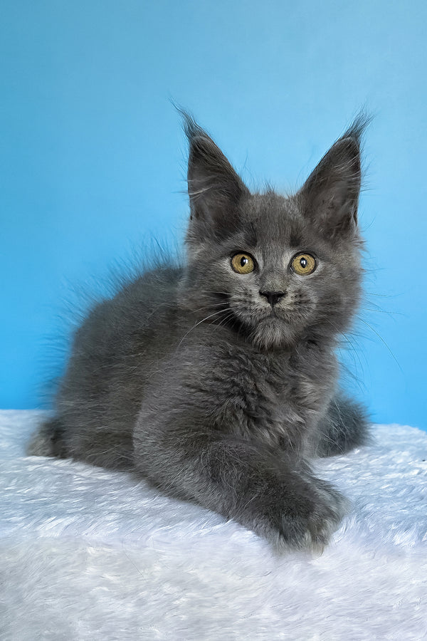 Ben | Maine Coon Kitten