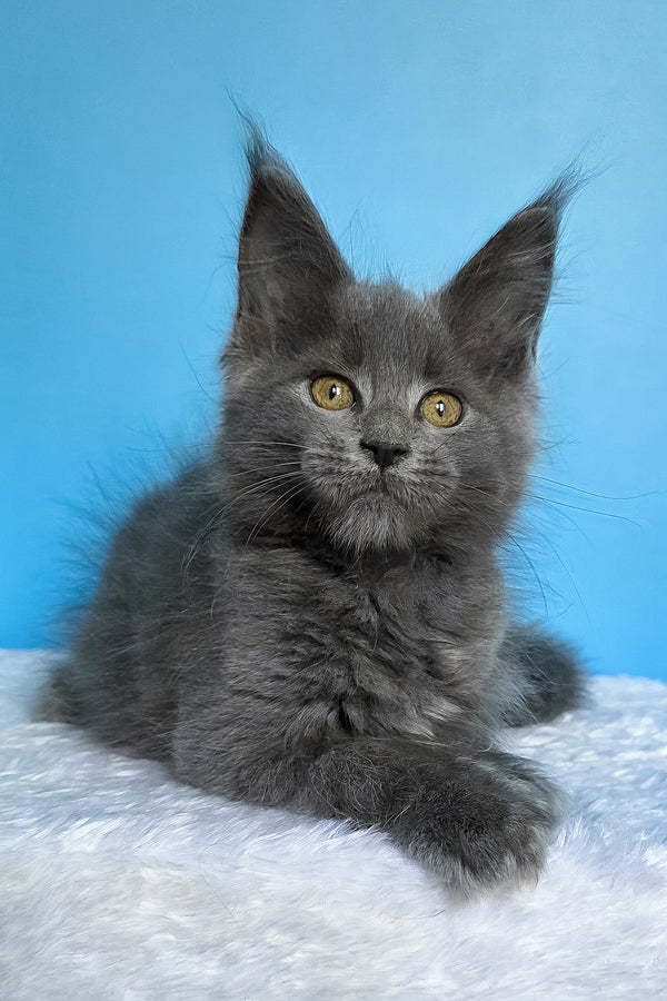 Ben | Maine Coon Kitten