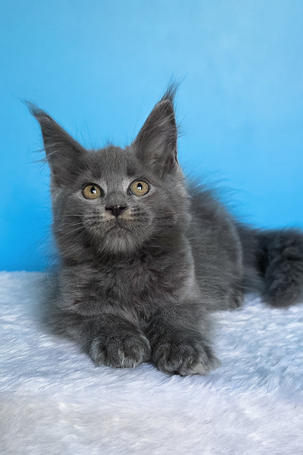 Ben | Maine Coon Kitten