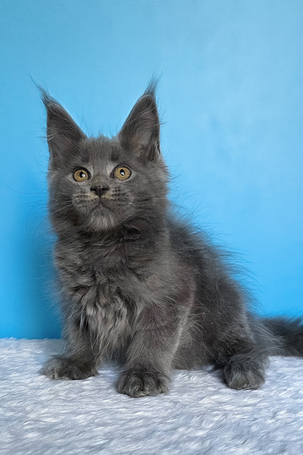 Ben | Maine Coon Kitten