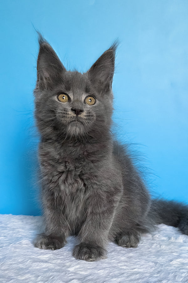 Ben | Maine Coon Kitten