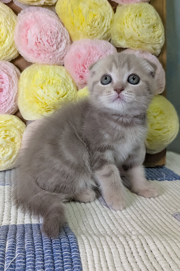 Casper | Scottish Fold Kitten