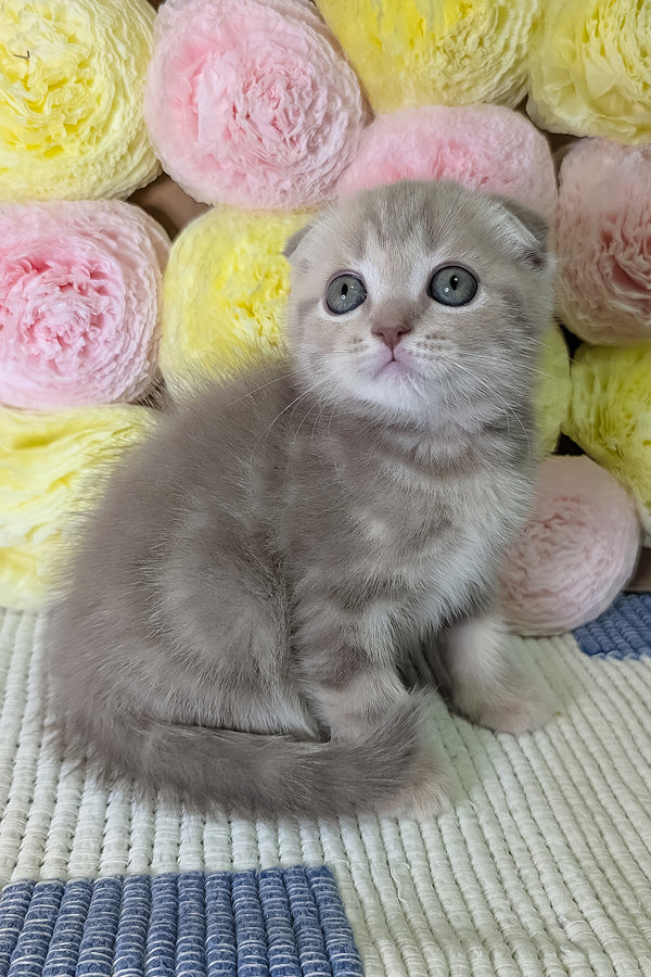 Casper | Scottish Fold Kitten