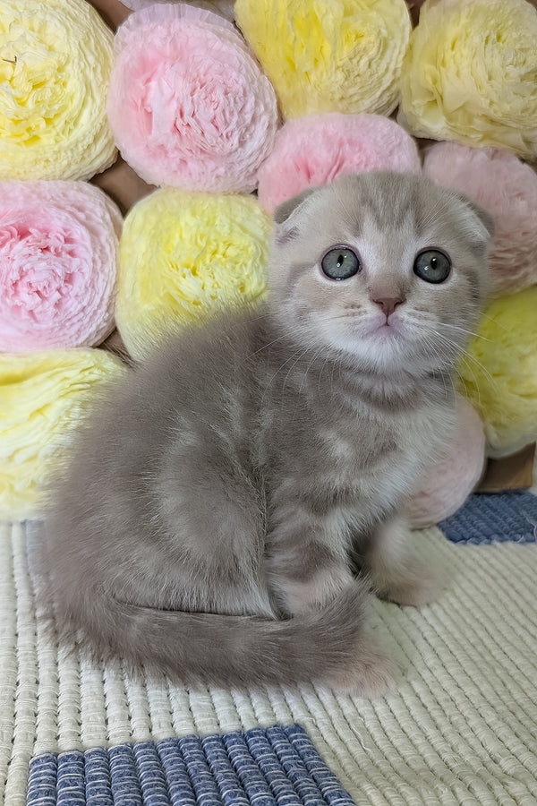 Casper | Scottish Fold Kitten