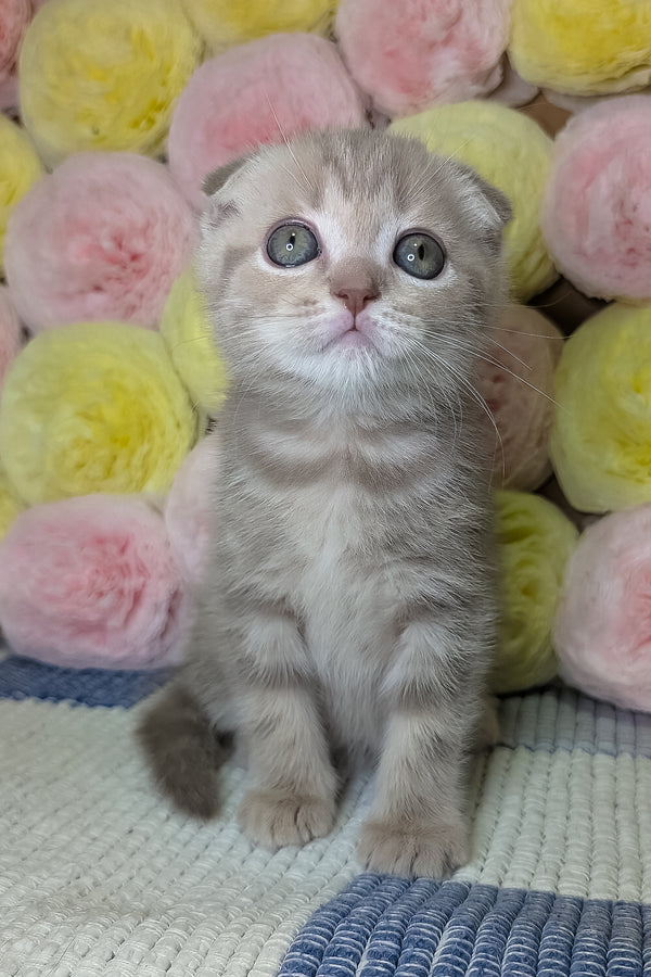 Casper | Scottish Fold Kitten