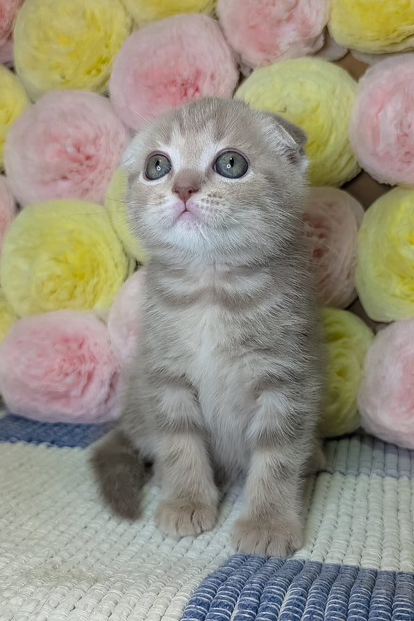Casper | Scottish Fold Kitten