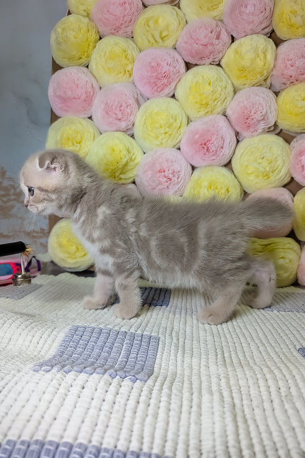 Casper | Scottish Fold Kitten
