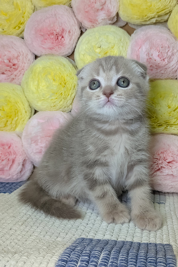 Casper | Scottish Fold Kitten