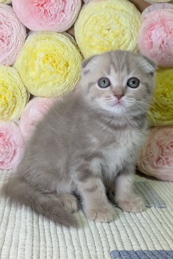 Casper | Scottish Fold Kitten
