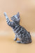 Calista | Bengal Kitten