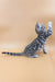 Calista | Bengal Kitten