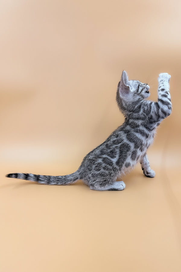 Calista | Bengal Kitten