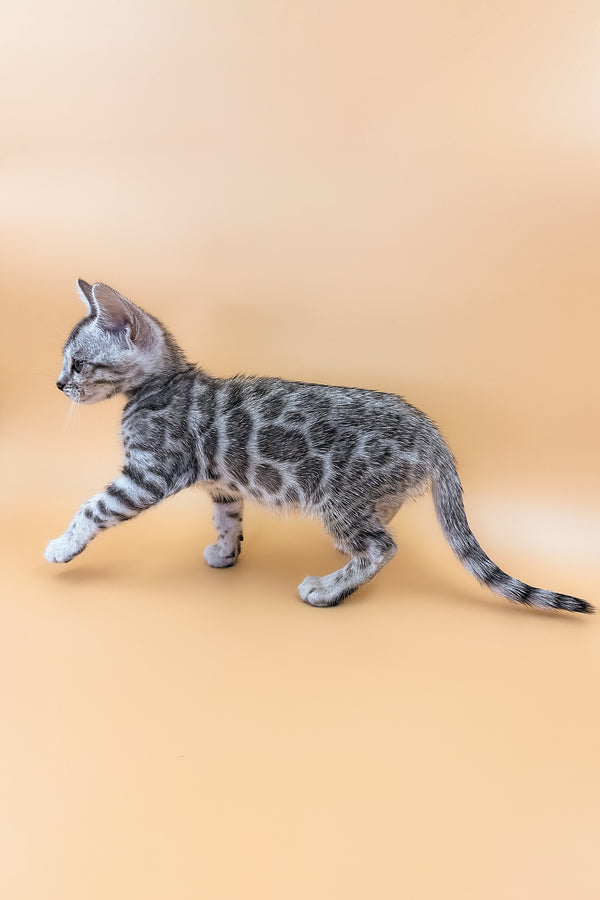 Calista | Bengal Kitten