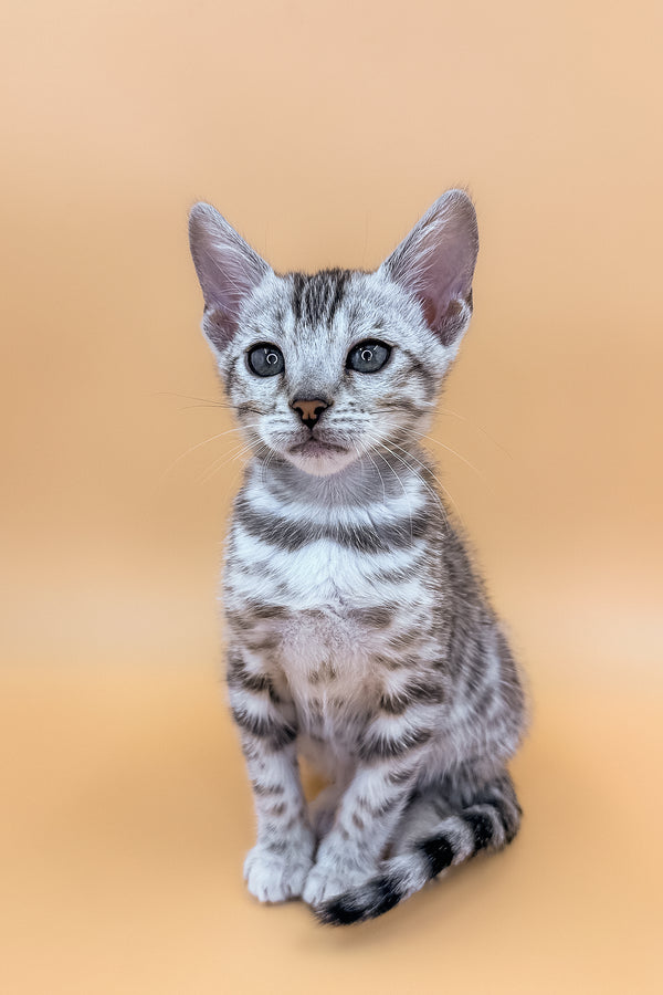 Calista | Bengal Kitten