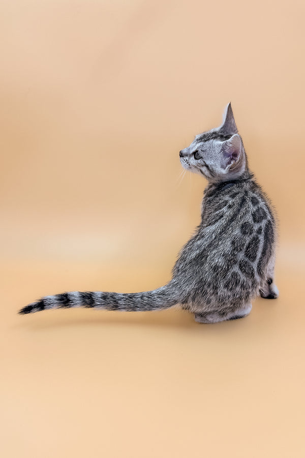 Calista | Bengal Kitten