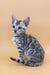 Calista | Bengal Kitten