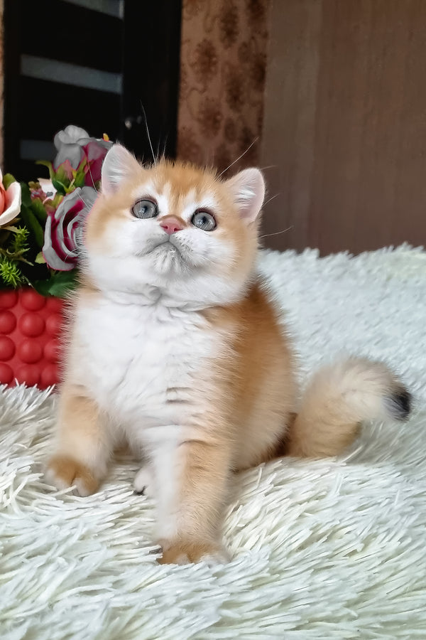 Fox | British Shorthair Kitten