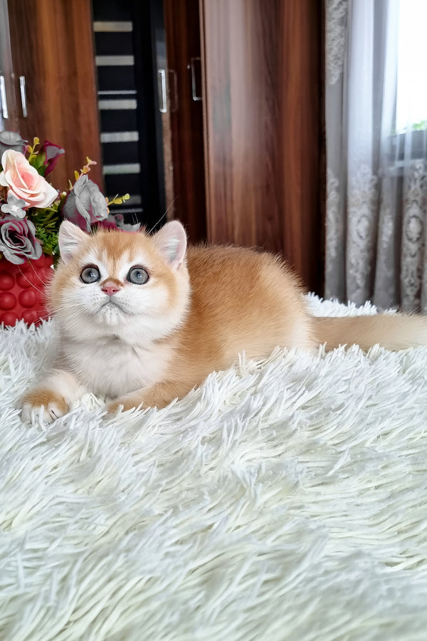 Fox | British Shorthair Kitten
